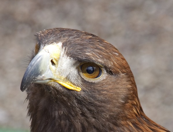 Eagle American aguila Bald picture Young_Bald_Eagle_Head_(4451575450)