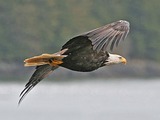 Eagle American aguila picture Bald Haliaeetus_leucocephalus-ad-flight-USFWS