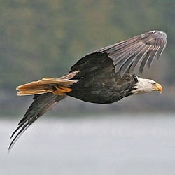 Eagle American aguila picture Bald Haliaeetus_leucocephalus-ad-flight-USFWS