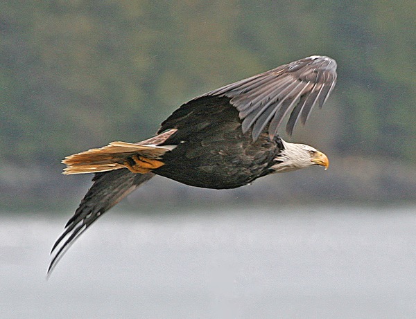 Eagle American aguila picture Bald Haliaeetus_leucocephalus-ad-flight-USFWS