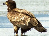 Eagle American aguila picture Bald Juvebaldeagle-06may45