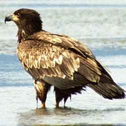 Eagle American aguila picture Bald Juvebaldeagle-06may45