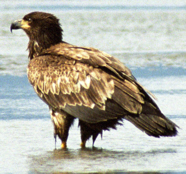 Eagle American aguila picture Bald Juvebaldeagle-06may45