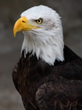 Eagle Bald aguila American picture Weisskopf_Seeadler_haliaeetus_leucocephalus_9_amk