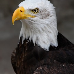 Eagle Bald aguila American picture Weisskopf_Seeadler_haliaeetus_leucocephalus_9_amk