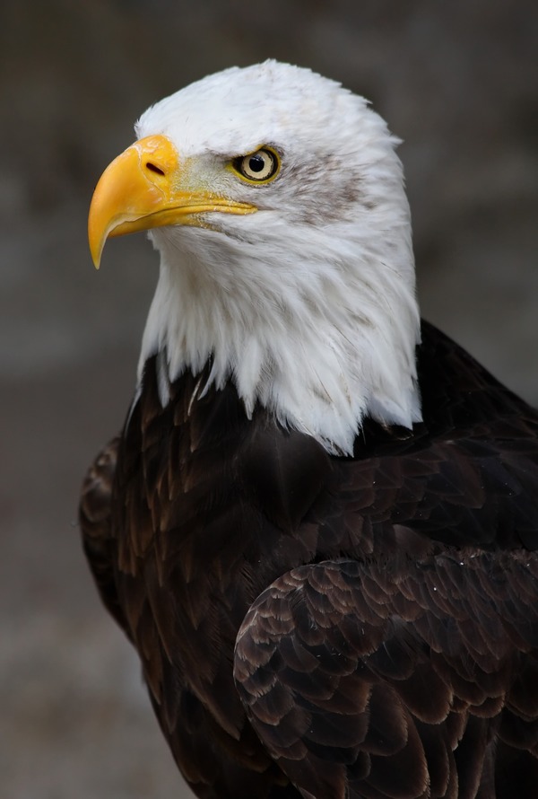 Eagle Bald aguila American picture Weisskopf_Seeadler_haliaeetus_leucocephalus_9_amk