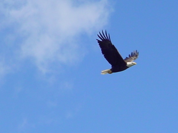 Eagle Bald aguila picture American EagleSoars