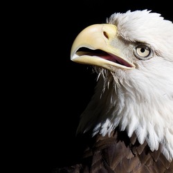 Eagle Bald picture American aguila Bald-eagle-18