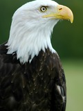Eagle Bald picture aguila American Bald_Eagle_-__Helga__-_Haliaeetus_leucocephalus