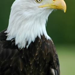 Eagle Bald picture aguila American Bald_Eagle_-__Helga__-_Haliaeetus_leucocephalus