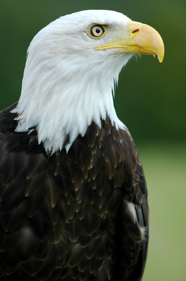 Eagle Bald picture aguila American Bald_Eagle_-__Helga__-_Haliaeetus_leucocephalus