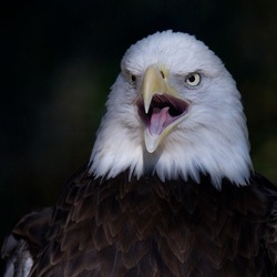 Eagle picture American Bald aguila Bald-eagle-20