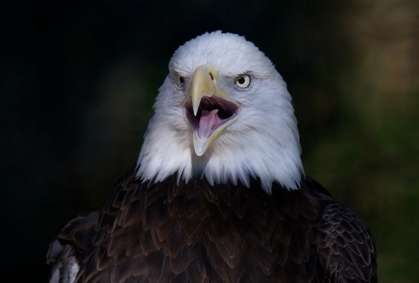 Eagle picture American Bald aguila Bald-eagle-20