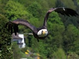 Eagle picture American Bald aguila Weisskopf_Seeadler_haliaeetus_leucocephalus_2_amk