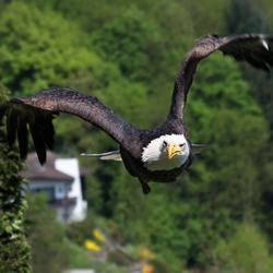 Eagle picture American Bald aguila Weisskopf_Seeadler_haliaeetus_leucocephalus_2_amk