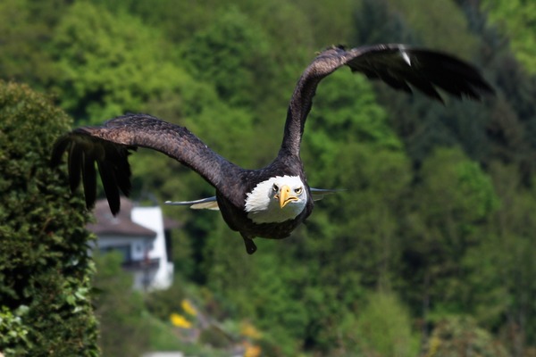 Eagle picture American Bald aguila Weisskopf_Seeadler_haliaeetus_leucocephalus_2_amk