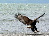 Eagle picture aguila American Bald Eagle American Bald aguila picture Baldeagle-05jun5