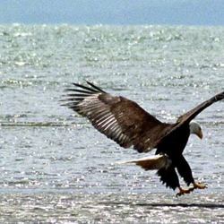 Eagle picture aguila American Bald Eagle American Bald aguila picture Baldeagle-05jun5