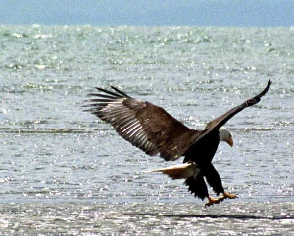 Eagle picture aguila American Bald Eagle American Bald aguila picture Baldeagle-05jun5