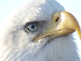 aguila American Bald picture Eagle Bald_Eagle_Alaska_(23)