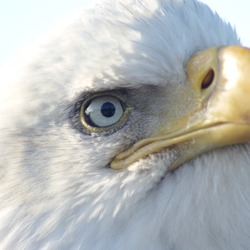 aguila American Bald picture Eagle Bald_Eagle_Alaska_(23)