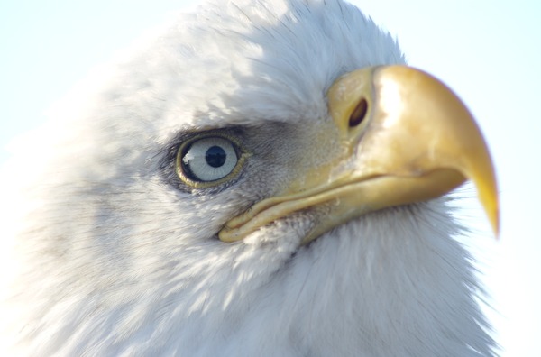 aguila American Bald picture Eagle Bald_Eagle_Alaska_(23)