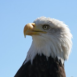 aguila American Eagle Bald picture Bald_Eagle_Head_(1224691901)