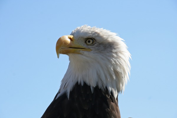 aguila American Eagle Bald picture Bald_Eagle_Head_(1224691901)