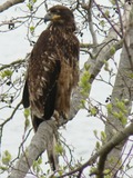 aguila American Eagle Bald picture Haliaeetus_leucocephalus_38298