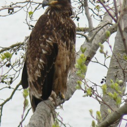 aguila American Eagle Bald picture Haliaeetus_leucocephalus_38298