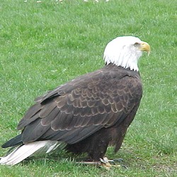aguila American Eagle picture Bald Seattle-eagle