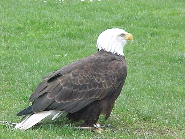 aguila American Eagle picture Bald Seattle-eagle