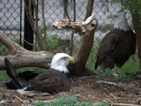 aguila Bald American Eagle picture Bald_eagles_(4531333998)