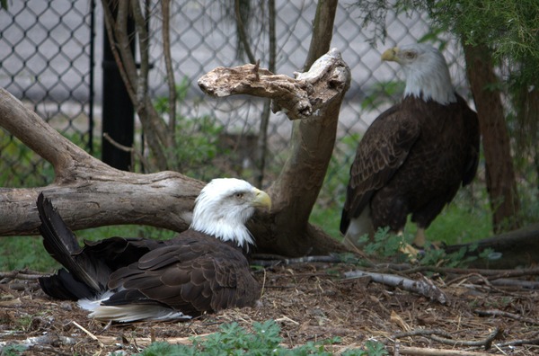 aguila Bald American Eagle picture Bald_eagles_(4531333998)