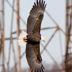 aguila Bald American picture Eagle Bald-eagle-164a