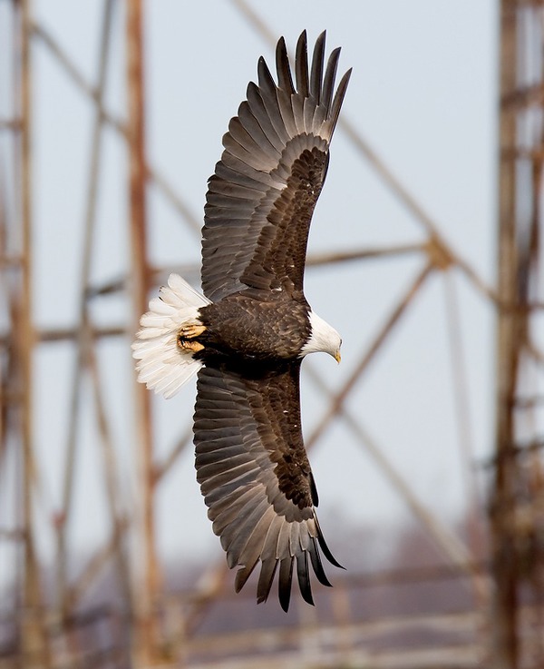 aguila Bald American picture Eagle Bald-eagle-164a