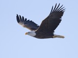 aguila Bald American picture Eagle Bald_Eagle_(Haliaeetus_leucocephalus)