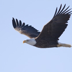 aguila Bald American picture Eagle Bald_Eagle_(Haliaeetus_leucocephalus)