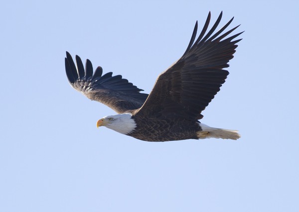 aguila Bald American picture Eagle Bald_Eagle_(Haliaeetus_leucocephalus)