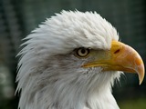 aguila Bald American picture Eagle Bald_eagle_head_closeup