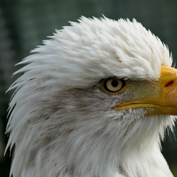 aguila Bald American picture Eagle Bald_eagle_head_closeup