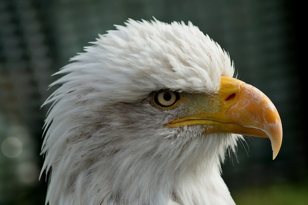 aguila Bald American picture Eagle Bald_eagle_head_closeup