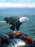 aguila Bald Eagle picture AmericanHaliaeetus_leucocephalus-whale-USFWS