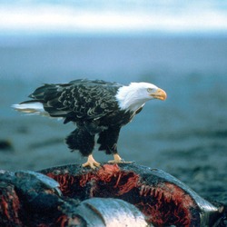 aguila Bald Eagle picture AmericanHaliaeetus_leucocephalus-whale-USFWS