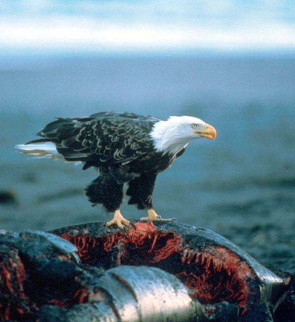 aguila Bald Eagle picture AmericanHaliaeetus_leucocephalus-whale-USFWS