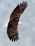 aguila Bald picture American Eagle Bald-eagle-160