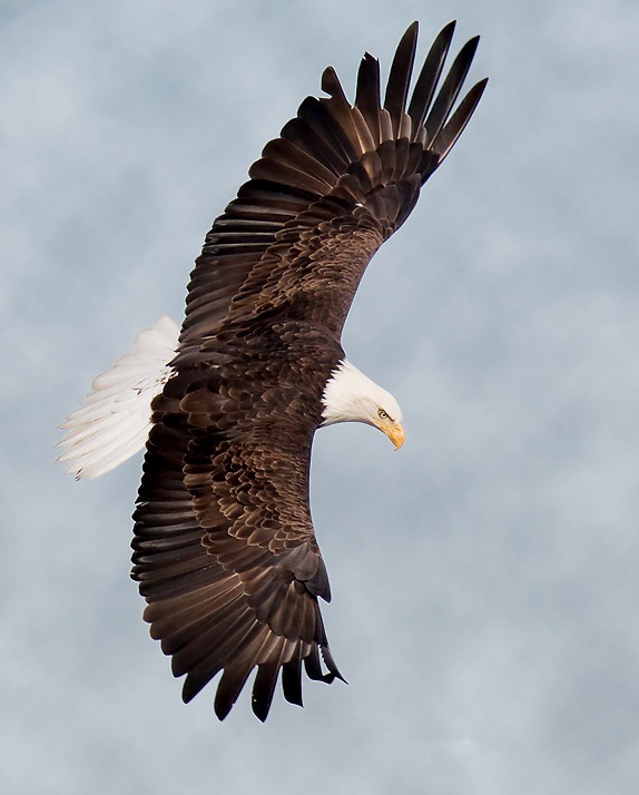 aguila Bald picture American Eagle Bald-eagle-160