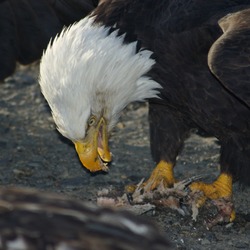 aguila Bald picture Eagle American Bald_Eagle_Alaska_(14)