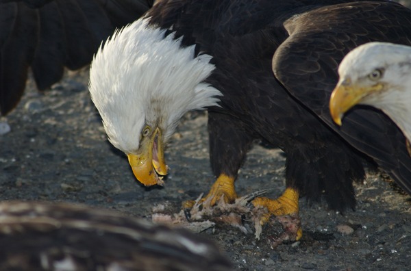 aguila Bald picture Eagle American Bald_Eagle_Alaska_(14)