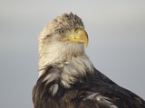 aguila Eagle American Bald picture Bald_Eagle_Alaska_(6)